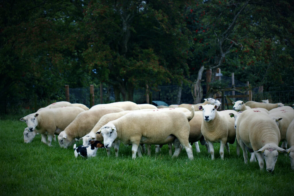 Sheep - Incheoch Breeding Stock Blairgowrie Scotland