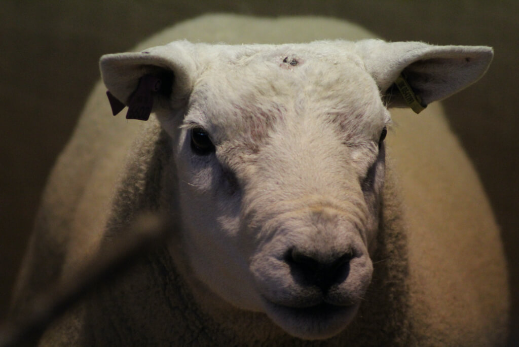 Working Genes - Incheoch Breeding Stock Blairgowrie Scotland